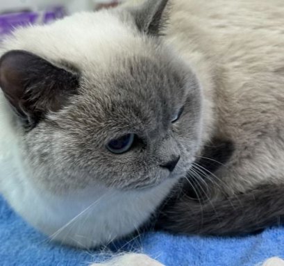 น้องแมวมีอาการ อาเจียน 4 ครั้ง และพบว่ามี เศษพลาสติก ปนออกมา